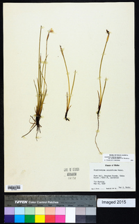 Sisyrinchium idahoense var. occidentale image