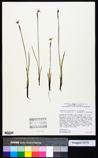 Sisyrinchium idahoense var. occidentale image