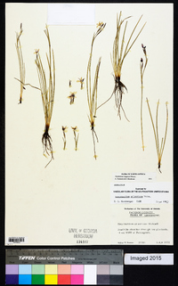 Sisyrinchium langloisii image