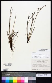 Sisyrinchium miamiense image