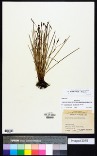 Sisyrinchium miamiense image