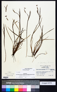 Sisyrinchium miamiense image