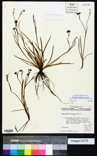 Sisyrinchium miamiense image