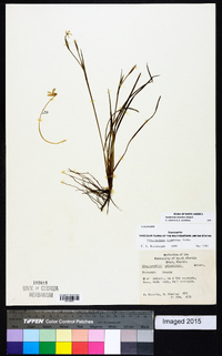 Sisyrinchium miamiense image