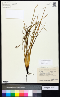 Sisyrinchium miamiense image