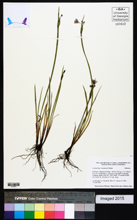 Sisyrinchium montanum image