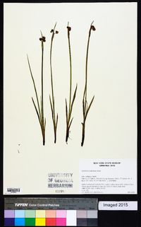 Sisyrinchium montanum image