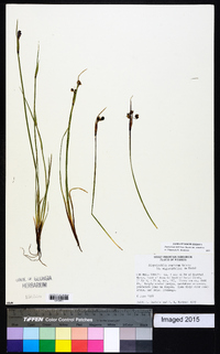 Sisyrinchium montanum image