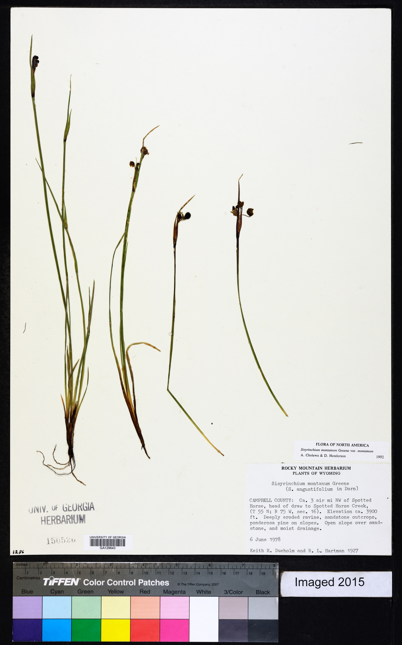 Sisyrinchium montanum var. montanum image