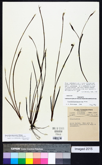 Sisyrinchium mucronatum image