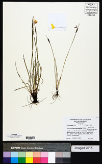 Sisyrinchium mucronatum image