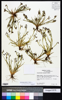 Sisyrinchium rosulatum image