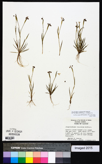 Sisyrinchium rosulatum image