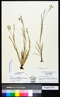 Sisyrinchium rosulatum image