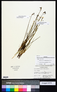 Sisyrinchium sagittiferum image