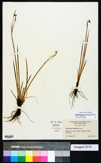 Sisyrinchium radicatum image