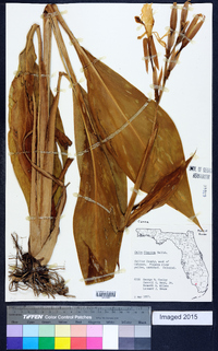 Canna flaccida image