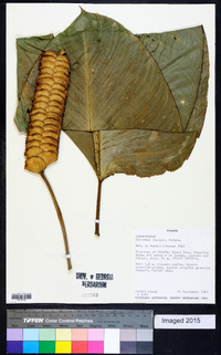 Calathea crotalifera image