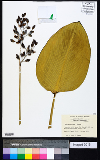 Thalia dealbata image