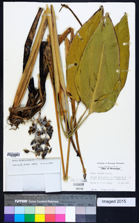 Thalia dealbata image