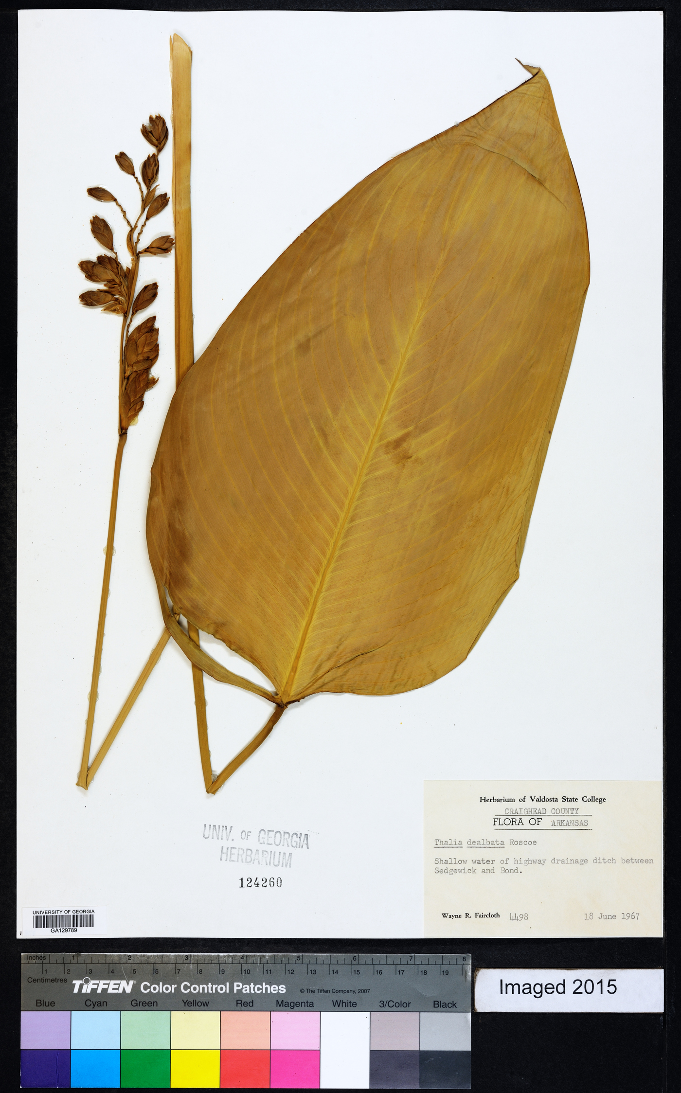 Thalia dealbata image