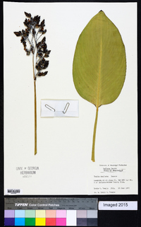 Thalia dealbata image