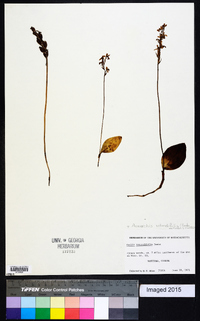 Amerorchis rotundifolia image