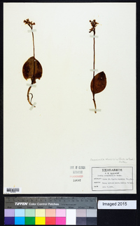 Amerorchis rotundifolia image