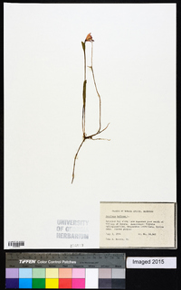 Arethusa bulbosa image