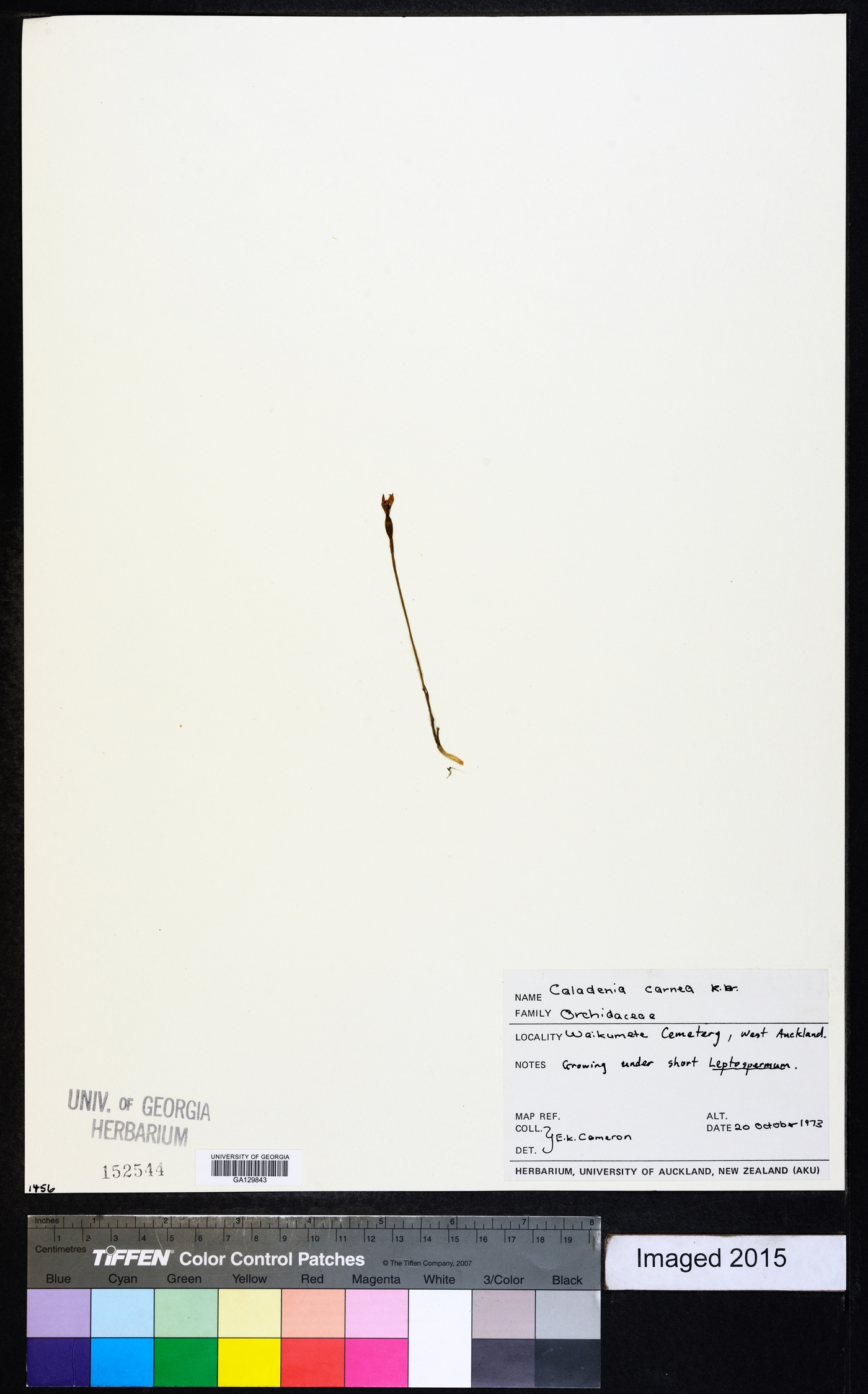 Caladenia carnea image