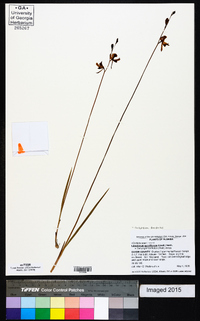 Calopogon barbatus image