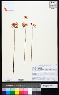 Calopogon barbatus image