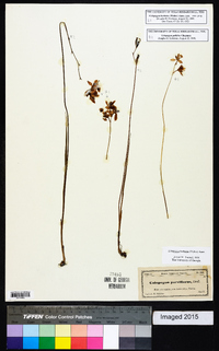 Calopogon barbatus image