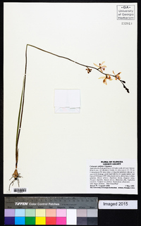 Calopogon pallidus image