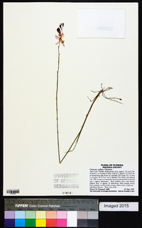 Calopogon pallidus image