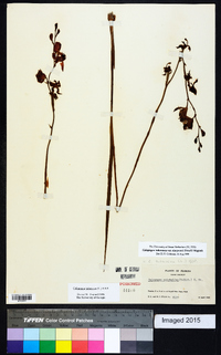 Calopogon tuberosus var. simpsonii image