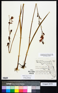 Calopogon tuberosus var. tuberosus image