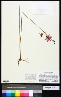 Calopogon tuberosus image