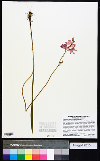 Calopogon tuberosus image