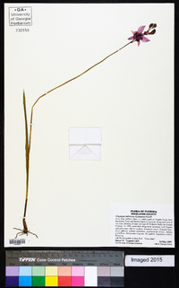 Calopogon tuberosus image