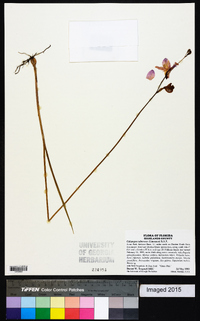 Calopogon tuberosus image