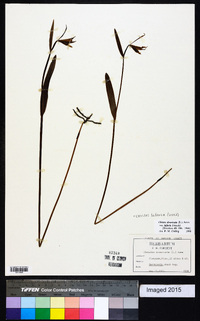 Cleistesiopsis bifaria image