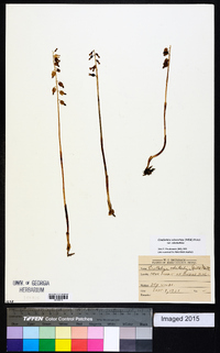 Corallorhiza odontorhiza var. odontorhiza image