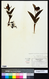 Cypripedium parviflorum var. pubescens image