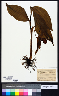 Cypripedium parviflorum var. pubescens image