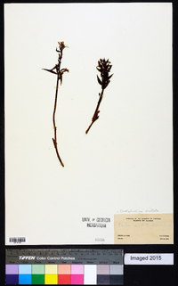 Dactylorhiza aristata image