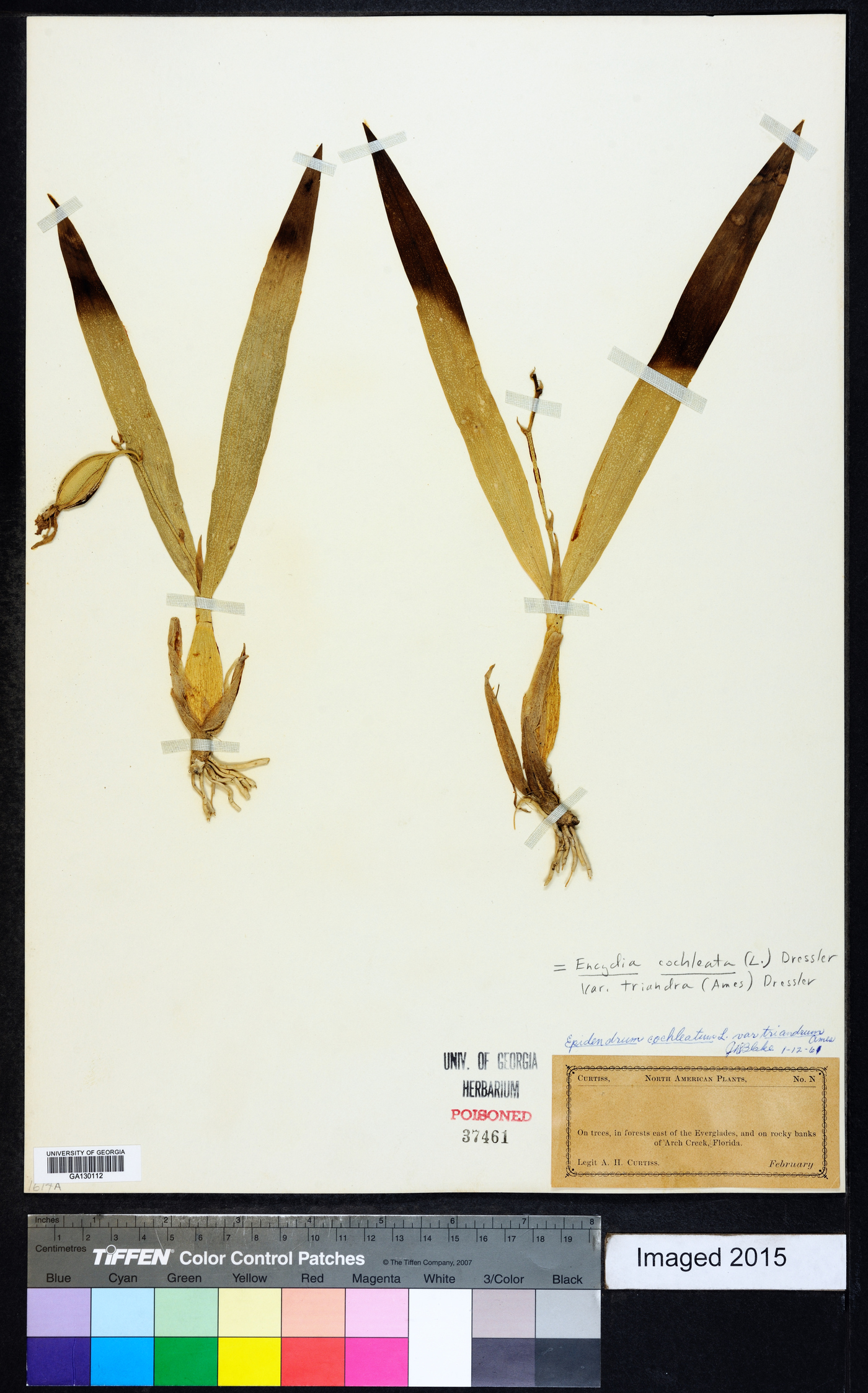 Encyclia cochleata image