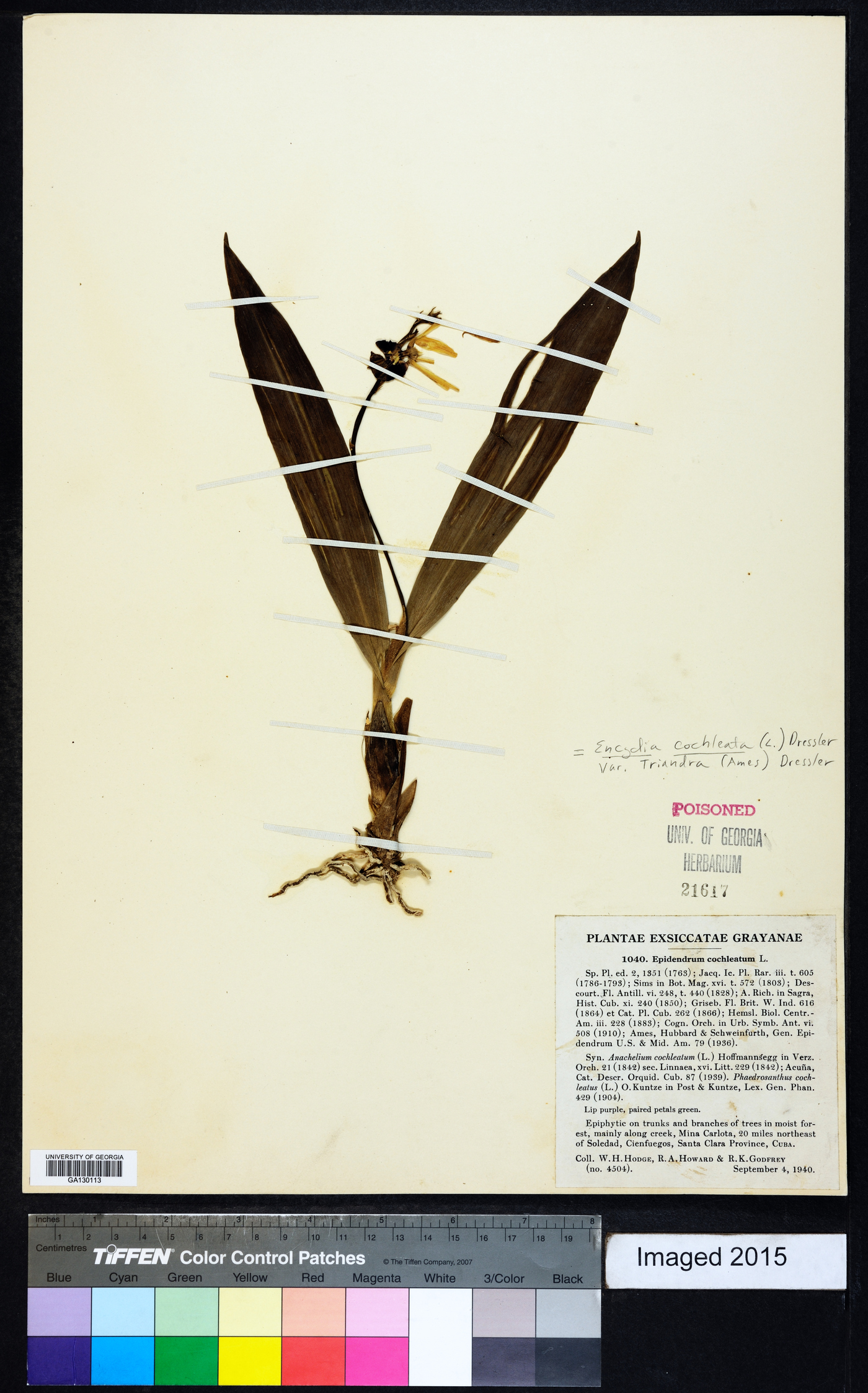 Encyclia cochleata image