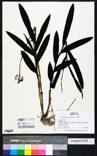 Epidendrum anceps image