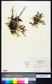 Epidendrum magnoliae image